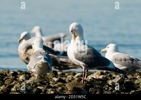 Vue en gros plan d'un groupe de goélands de mer sur un rocky Beach à Seattle Banque D'Images