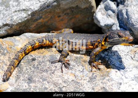 Confrontation de lézard Banque D'Images