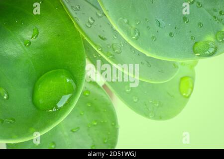 Le vert laisse le bébé rubberplant (Peperomia obtusifolia) avec des gouttelettes d'eau. Accueil plantes arrière-plan. Banque D'Images