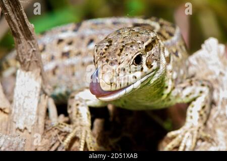 Le lézard est assis sur le sol et mange un insecte Banque D'Images