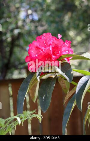 un bouquet unique de fleurs de rhododendron rouge Banque D'Images