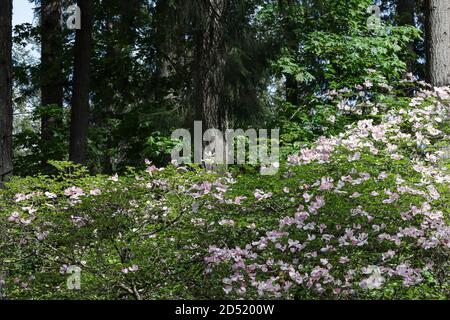 arbres à cornouiller rose clair avec beaucoup de fleurs Banque D'Images