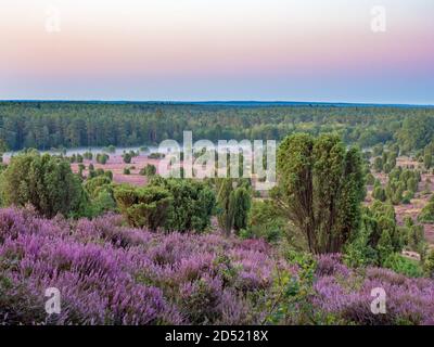 Vue sur le paysage Totengrund à Lueneburg Heath à l'aube, Basse-Saxe, Allemagne Banque D'Images