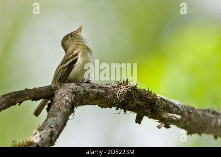 Un Moucherolle acadien, Empidonax virescens chante dans l'arbre Banque D'Images