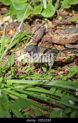 petit oiseau assis dans les plantes à la chasse des insectes Banque D'Images