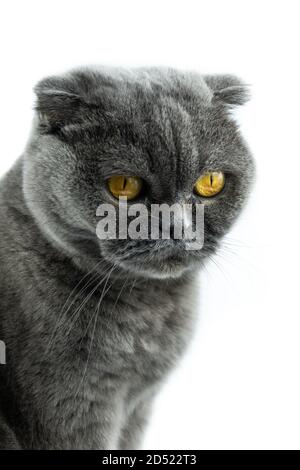Scottish Fold Cat, 9 mois et demi, assis devant un fond blanc Banque D'Images