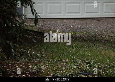 poulet marchant dans de l'herbe longue près de l'allée Banque D'Images