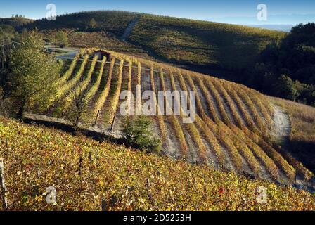 Vue sur les vignobles des Langhe Monferrato Roero, UNESCO World Heritage en Piémont, Italie. Banque D'Images