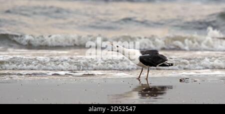 Super guette à dos noir (Larus marinus), criant sur la plage Banque D'Images