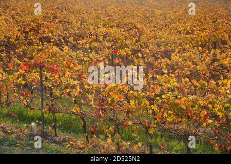 Vue sur les vignobles des Langhe Monferrato Roero, UNESCO World Heritage en Piémont, Italie. Banque D'Images