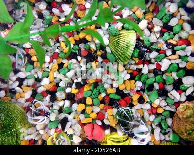 Coquillages, rochers et algues dans l'aquarium. Vue de dessus de la texture colorée du fond. Fond de pierres dans l'aquarium. Banque D'Images