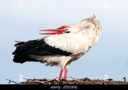 Portrait de ciconie blanche, Ciconia ciconia, salutation adulte dans le nid Banque D'Images