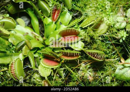 Piège à mouches Vénus (lat.Dionaea muscipula) - une espèce de plantes prédateurs du genre monotypique Dionea de la famille Rosyankovye (Droseraceae) Banque D'Images