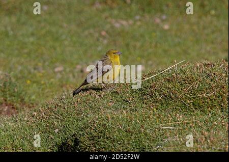 Verdish Yellow-finch (Sicalis olivascens) adulte mâle debout sur la prairie de Puna Jujuy, Argentine Janvier Banque D'Images
