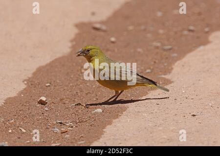Jaune-finch verdâtre (Sicalis olivascens) adulte mâle se nourrissant de graines déversées Jujuy, Argentine Janvier Banque D'Images