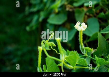Fleur de gourde pointue ou Trichoanthes dioica est une vigne Plante de la famille des Cucurbitaceae Banque D'Images