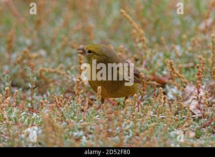 Jaune-finch verdâtre (Sicalis olivascens) mâle sur terre nourrissant les graines de mauvaises herbes de l'onb Salta, Argentine Janvier Banque D'Images