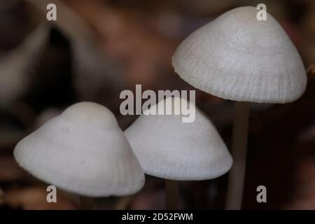 champignons en macro en gros plan Banque D'Images