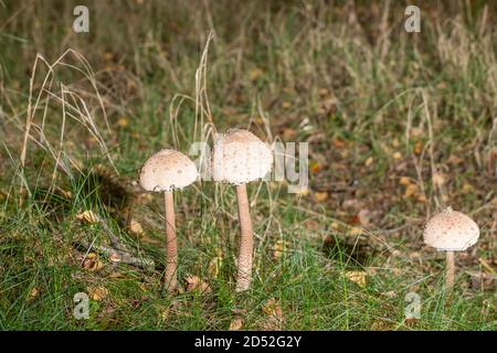 Champignon parasol, nom latin 'acrolepiota procera' dans son environnement naturel, automne dans une forêt. Banque D'Images