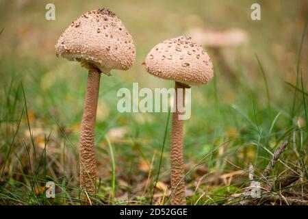 Champignon parasol, nom latin 'acrolepiota procera' dans son environnement naturel, automne dans une forêt. Banque D'Images