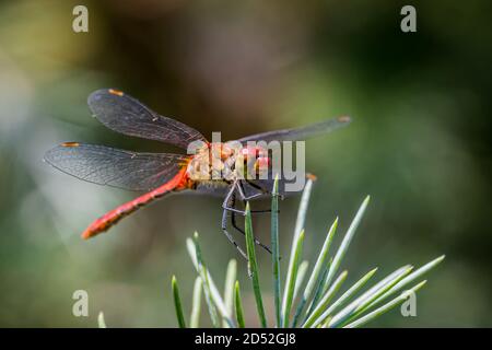 La libellule de Sympetrum vulgaire (Sympetrum vulgatum) est assise sur un pin Banque D'Images