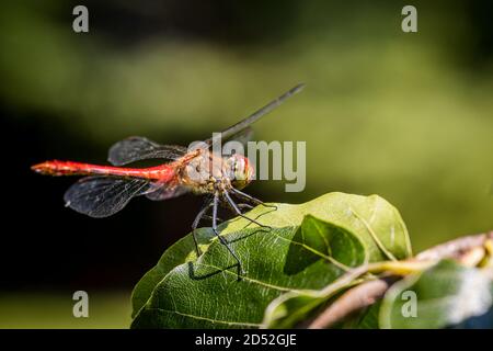 La libellule de Sympetrum vulgaire (Sympetrum vulgatum) est assise sur un arbre Banque D'Images