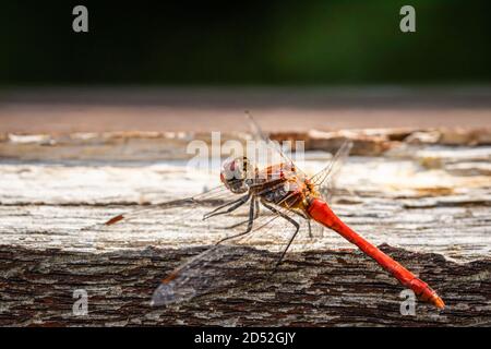 Le dard vagabond (Sympetrum vulgaire) libellule sur un bureau extérieur en bois Banque D'Images