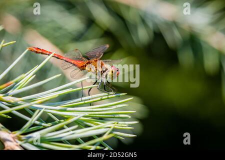 La libellule de Sympetrum vulgaire (Sympetrum vulgatum) est assise sur un pin Banque D'Images