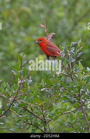 Hepatic Tanager (Piranga flava) mâle perché au sommet de l'arbre Jujuy, Argentine Janvier Banque D'Images