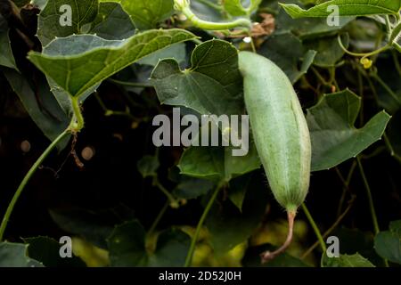 La gourde pointue est une plante de la famille des Cucurbitaceae Aussi knowon que Trichoanthes dioica Banque D'Images