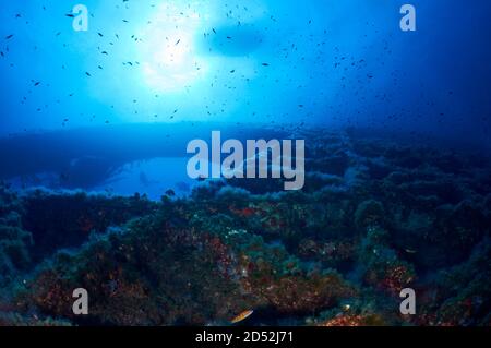 Vue sous-marine des plongeurs parmi la structure du site de plongée de l'épave de la Plataforma dans le parc naturel de ses Salines (Formentera, mer Méditerranée, Espagne) Banque D'Images