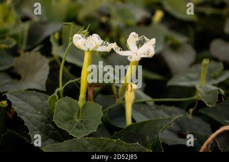 Goure pointue ou Trichoanthes dioica fleur ou légume qui est Plante de vigne de la famille des Cucurbitaceae Banque D'Images