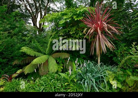 cordyline australis splendeur sud,chou-fleur, feuillage rose,feuilles,variégées,dicksonia antartica,programme de plantation mixte,RM Floral Banque D'Images