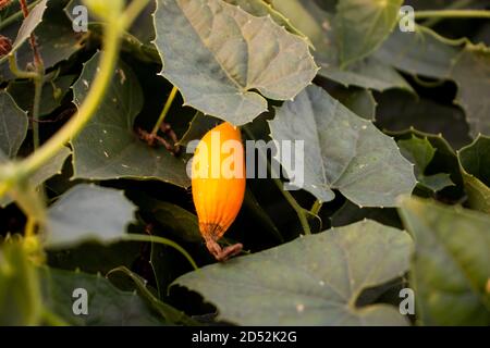 La tourte pointue mûre est une plante de vigne des Cucurbitaceae famille Banque D'Images