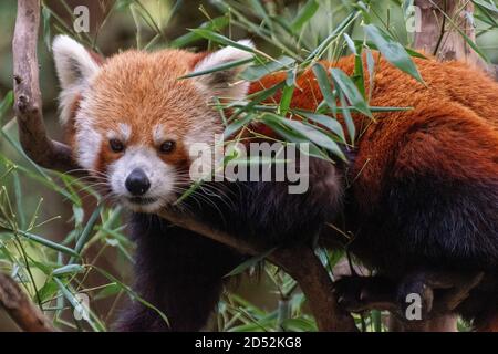 Un petit panda monte dans un arbre Banque D'Images