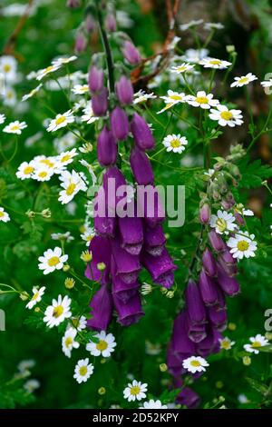 digitalis purpurea,foxglove,foxgloves,fiverthoud,blanc,violet,fleurs sauvages,rm floral Banque D'Images