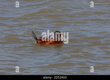 Lac Duck (Oxyura vittata) adulte homme natation sur le lagon de Pampas province de Buenos Aires, Argentine Janvier Banque D'Images