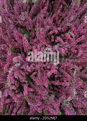 Vue en grand angle de la floraison Erica gracilis. Banque D'Images