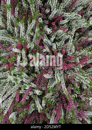 Vue en grand angle de la fleur Calluna Beauty Ladies. Banque D'Images