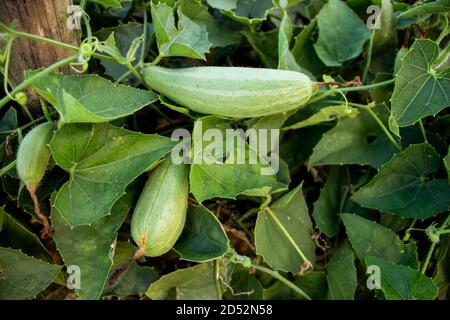 La gourde pointue est une plante de vigne des Cucurbitaceae les familles un grand légume Banque D'Images