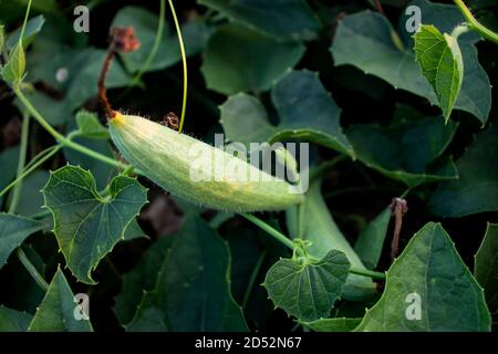 Trichoanthes dioica ou gourde pointu est une plante de vigne de Les familles des Cucurbitaceae Banque D'Images