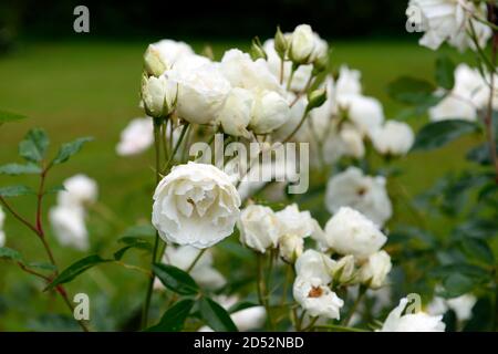 rosa iceberg korbin,rosa iceberg, rose,roses,blanc florale,fleurs,RM Floral - Banque D'Images