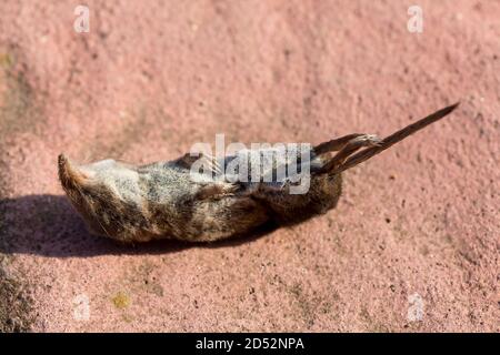 Taupe commun mort au sol, image en gros plan Banque D'Images