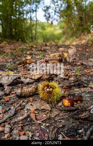 En octobre, les châtaignes mûres tombent de l'arbre et peuvent être trouvées en marchant dans la forêt. Banque D'Images