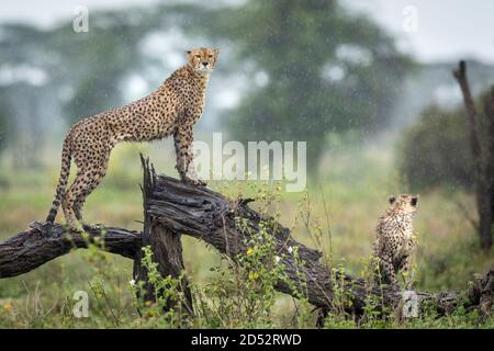 Deux cheetahs sont en alerte sur une bûche humide dans le Pluie à Ndutu en Tanzanie Banque D'Images