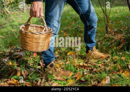 Homme tenant un panier de châtaignes dans les bois, châtaignes sardes, aritzo Banque D'Images