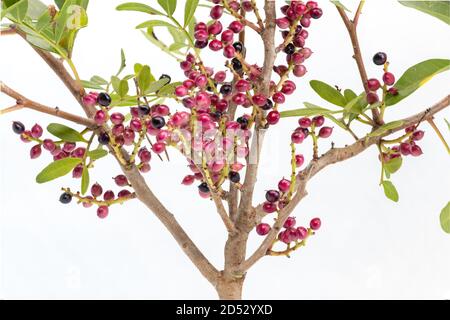 Pistacia lentiscus L, communément appelé lentille ou mastic est un arbuste dioïque à feuilles persistantes ou petit arbre du genre Pistacia, mesurant jusqu'à 4 m de haut Banque D'Images