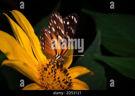 Papillon héliconien doré sur fleur jaune Banque D'Images