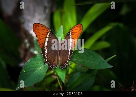 Siproeta-épiphus image de papillon prise au Panama Banque D'Images