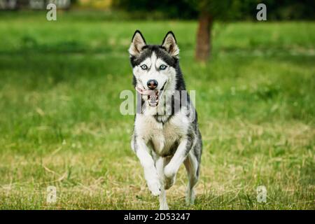 Chien Husky de Sibérie drôle de course à pied en plein air dans l'herbe d'été Banque D'Images